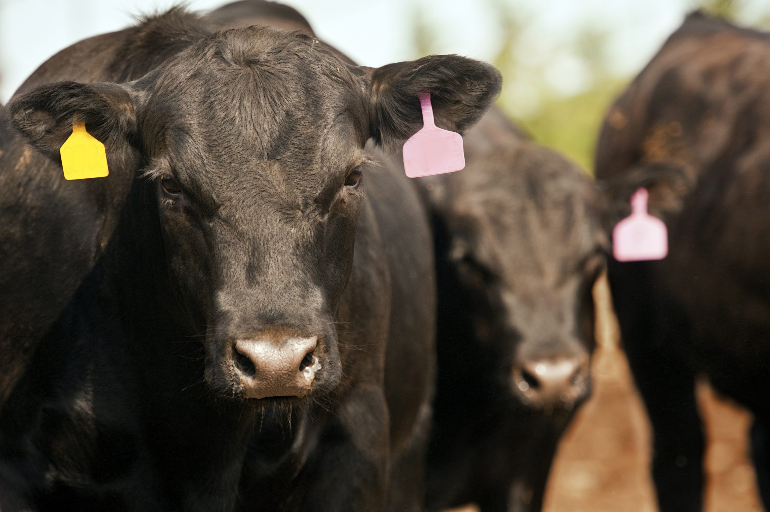 Our Resources - Black angus cattle