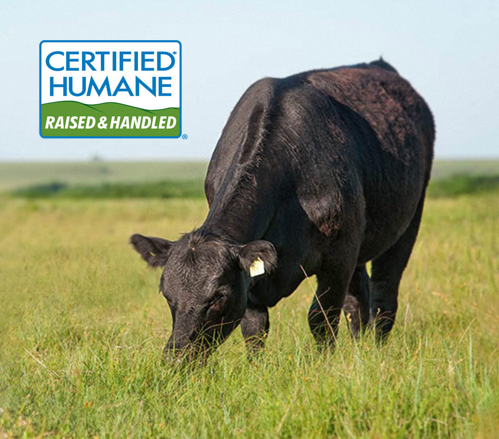 Certified Humane cattle practices at Creekstone Farms