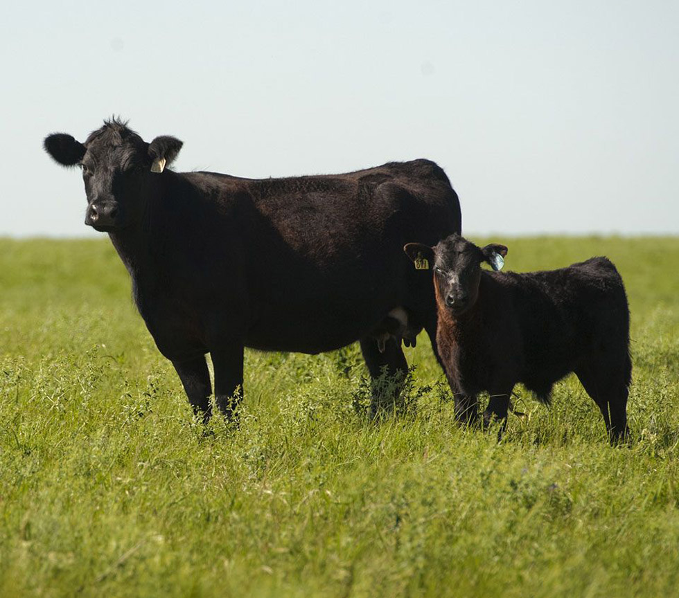 Black Angus Heifer with calf