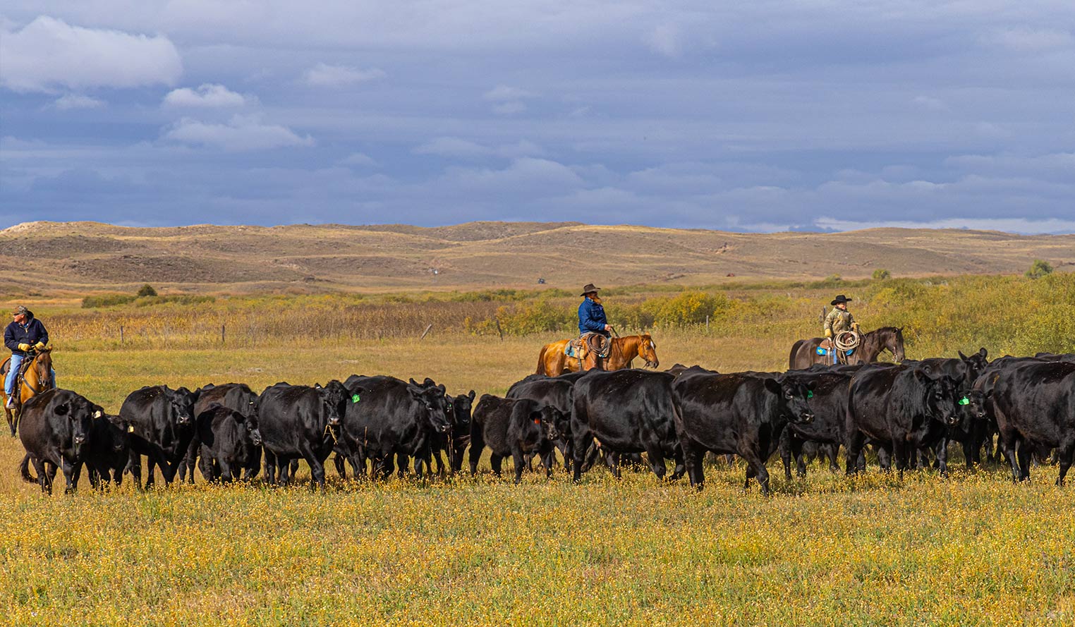 Three ranchers on horseback herding cattle across a pasture