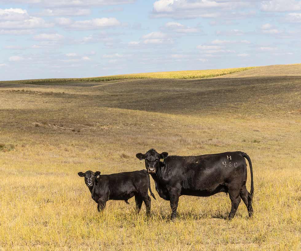 Black Angus female cow and calf standing in a pasture