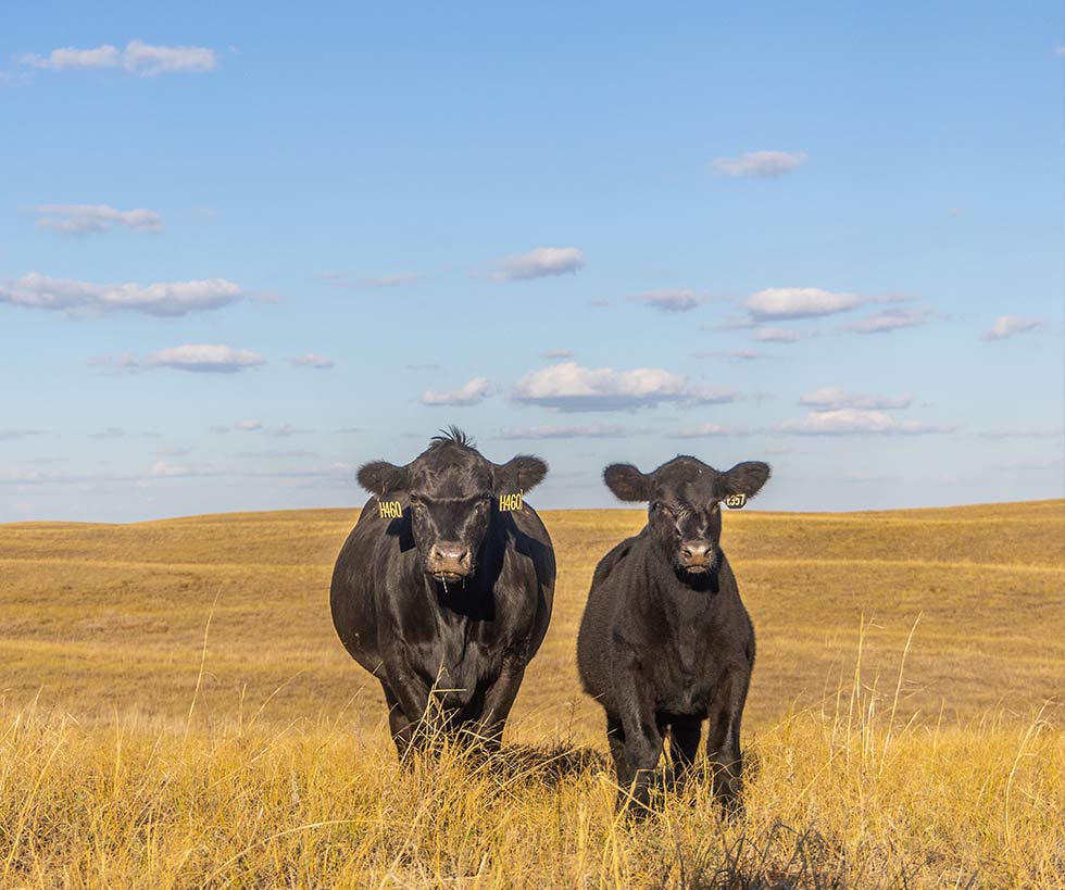 Black Angus female cow and calf forward facing in a pasture