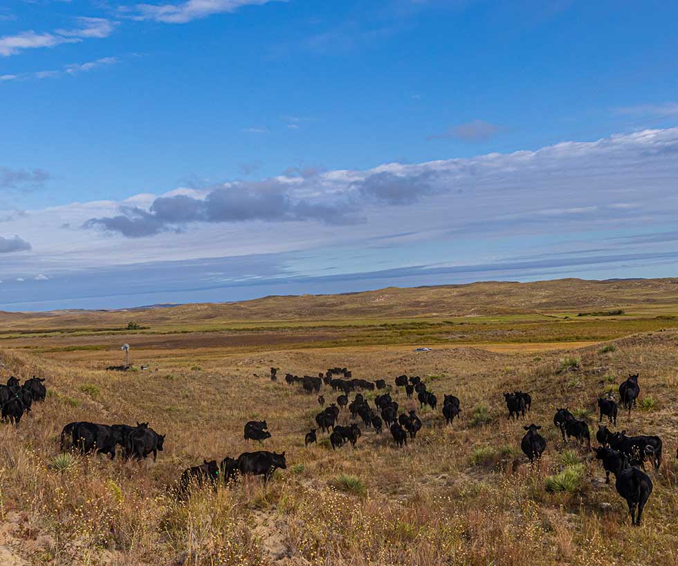 Herd of Black Angus cattle walking across a meadow