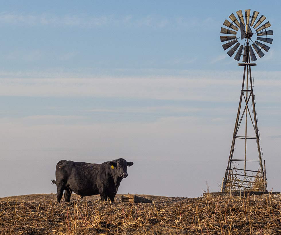 Black Angus bull standing in a field with a windmill