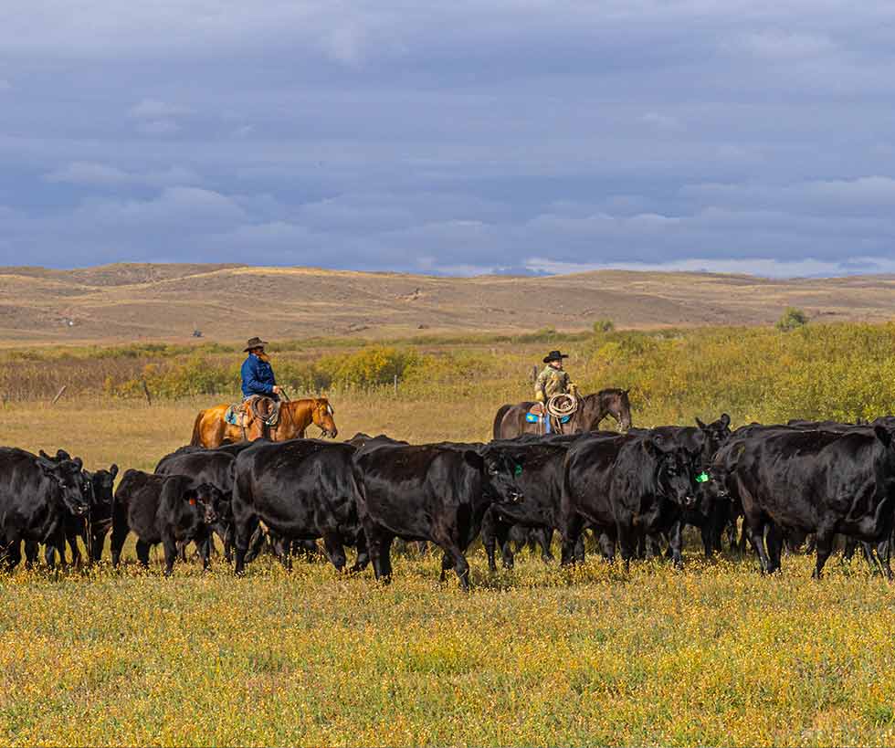 A man and young boy on horseback slowly herding cattle across a pasture